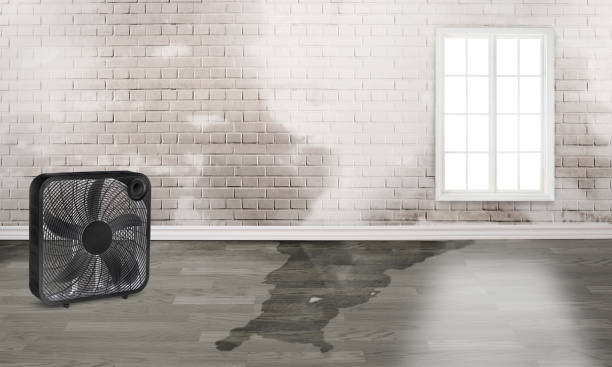 Best Mold removal after water damage  in Allen Park, MI